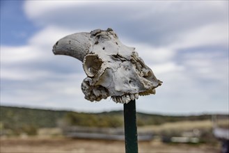 Impaled animal skull of a sheep or goat on a stake in the landscape