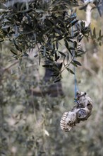 Old boots and weathered animal skull hanging in an olive tree to deter birds