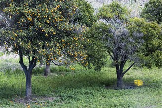 Orange harvest