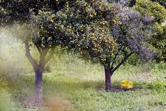 Orange harvest