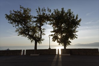 Lake shore with plane trees in low sun