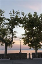 Promenade with plane trees on the lakeshore