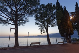 Promenade with pine trees on the lakeshore