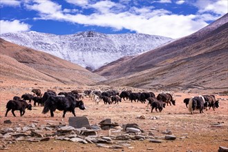 Domestic yak herder