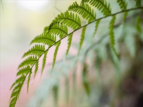 Fern in autumn