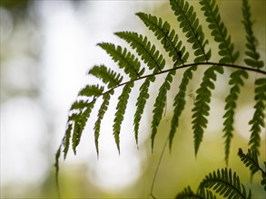 Fern in autumn