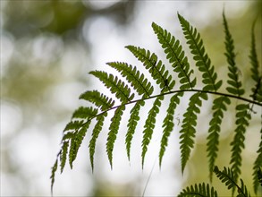 Fern in autumn