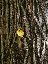Autumn leaf on a gnarled tree trunk