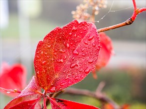 Raindrops on red autumn leaves