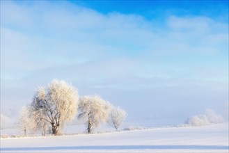 Trees in a field with snow and hoarfrost on a cold winter day
