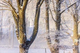 Trunks of beech trees with hoarfrost on a cold winter day