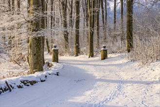 Beech forest with gate posts by a road with snow and frost in winter