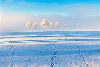 Paw prints in the snow on a field with trees in the fog in winter