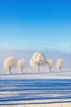 Line of trees with hoarfrost on a snowy field