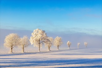 Scenic view at a line of trees with hoarfrost on a snowy field a cold winter day