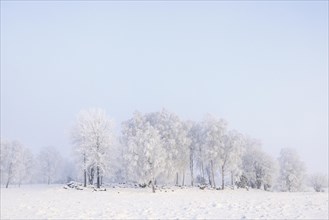 Tree grove with hoarfrost a misty winter day