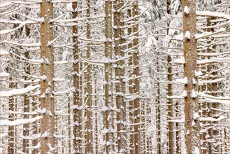Spruce trunks with snow on the branches in a forest