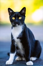 Portrait of a cat with yellow eyes on the street
