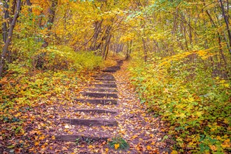 Steps in the forest in autumn