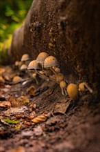 Small mushrooms in the forest