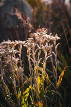 Edelweiss in the sunlight
