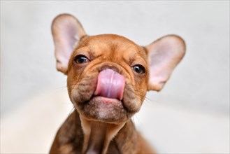 Funny French Bulldog dog puppy licking nose with tongue