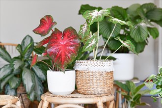 Multicolored exotic 'Caladium Red Flash' and 'Caladium Hearts Desire' houseplants in flower pots on table surrounded by many plants in living room