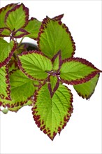 Top view of leaves of painted nettle 'Coleus Blumei Velvet' plant on white background