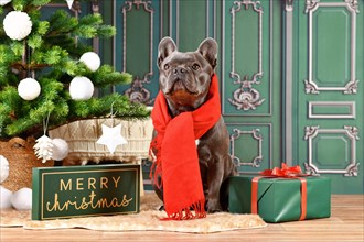 Cute black French Bulldog dog wearing red winter scarf next to Christmas tree and gift box