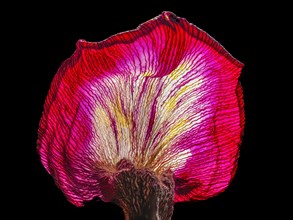 Withered leaf of a tulip
