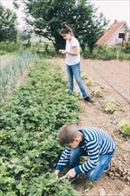 Children harvesting strawberry