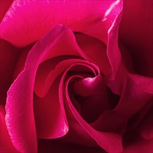 Close up beautiful rose