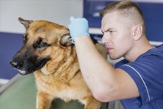 Close up doctor checking dog s ear
