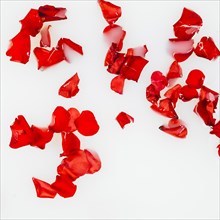 Elevated view red flower petals white background