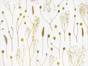 Flat lay group leaves flowers