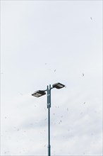 Flock birds flying street light against sky
