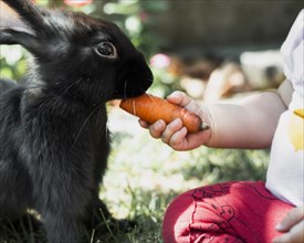 Kid feeding with carrot black fluffy rabbit