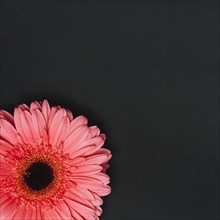 Pink gerbera flower dark table