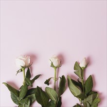 Sequences blooming white roses pink background