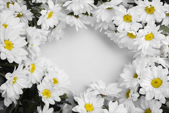 Top view assortment daisies frame