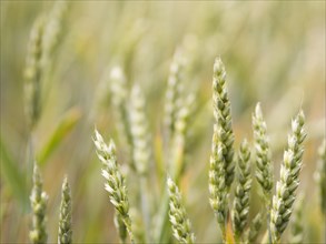 Unfocused wheat field close up