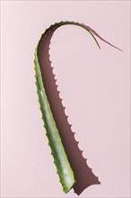 Aloe vera leaves
