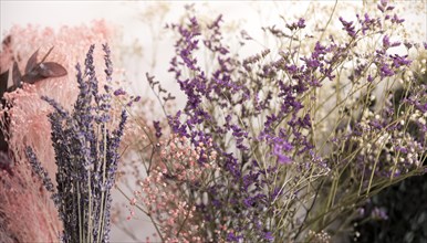 Close up lavender flowers