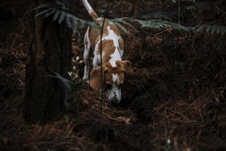 Dog foraging forest