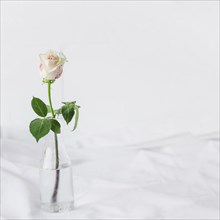 Painted white rose standing glass vase