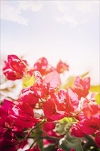 Pink bougainvillea flowers against blue sky sunlight