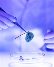 Researcher laboratory with petri dish plant