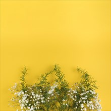 Baby s breath flowers leaves against yellow background