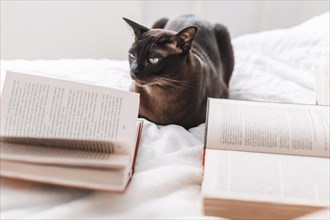 Books near cat bed