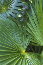 Close up dark green tropical palm leaf